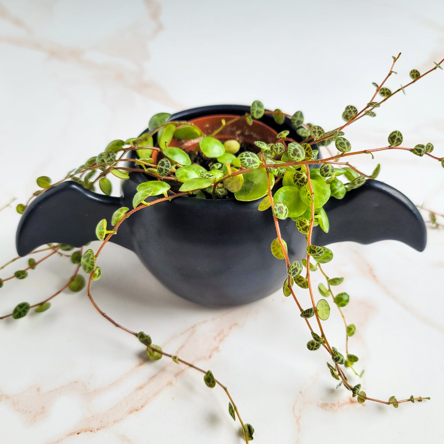 Winged Planter - Satin Black