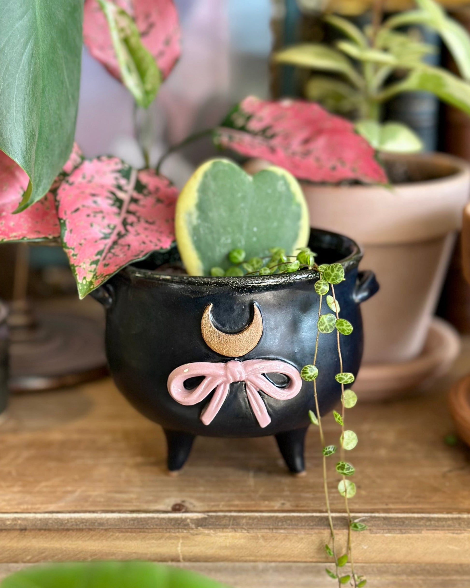 cauldron succulent Crescent Bow Cauldron – Whims & Wiles