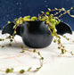 Winged Planter - Satin Black