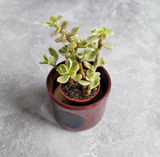 Blood Moon Planter