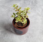 Blood Moon Planter