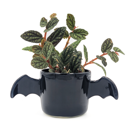 Winged Planter - Black